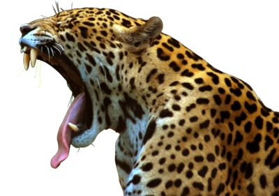 Jaguar Png File Transparent PNG Image