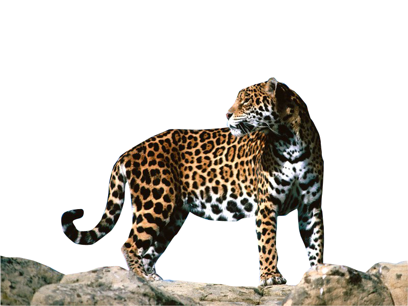 Jaguar Png Clipart Transparent PNG Image