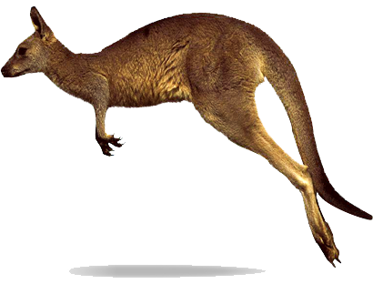 Kangaroo Png Clipart Transparent PNG Image