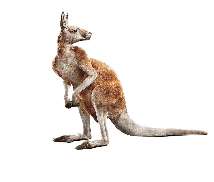 Kangaroo Joey Free Clipart HD Transparent PNG Image