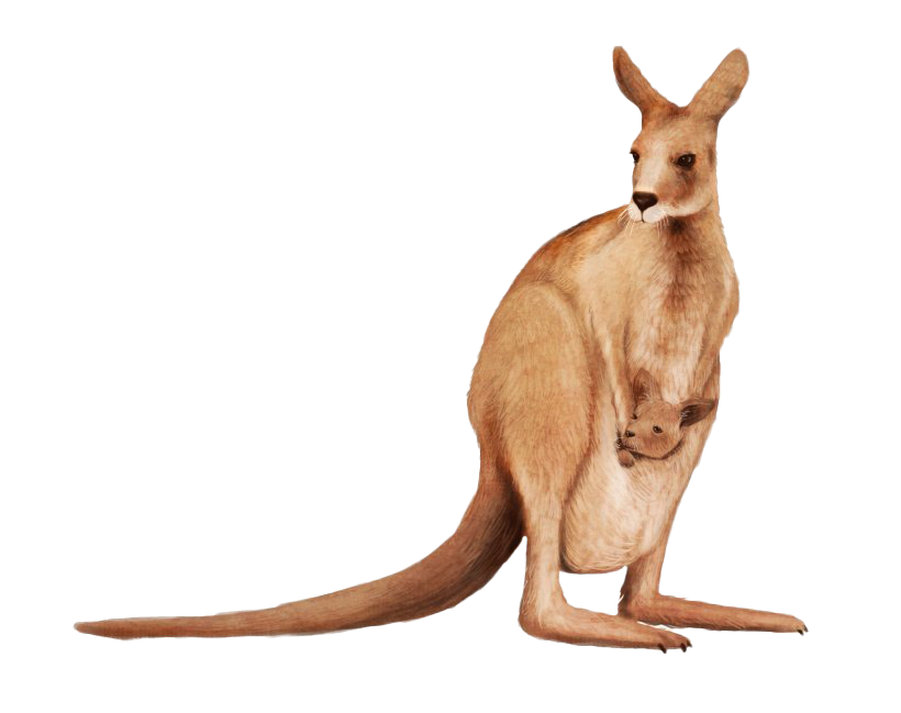 Kangaroo Joey Free Download Image Transparent PNG Image