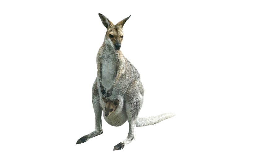 Kangaroo Joey PNG Free Photo Transparent PNG Image