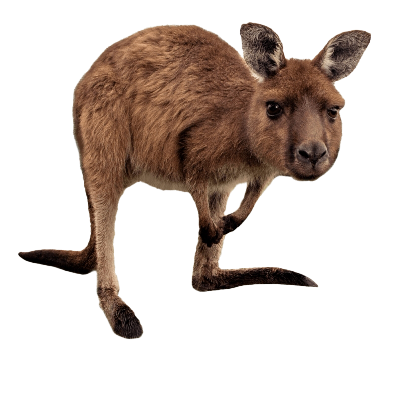 Wallaby Kangaroo Download HD Transparent PNG Image