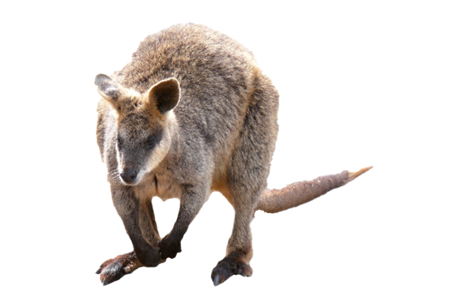 Wallaby Kangaroo PNG Download Free Transparent PNG Image