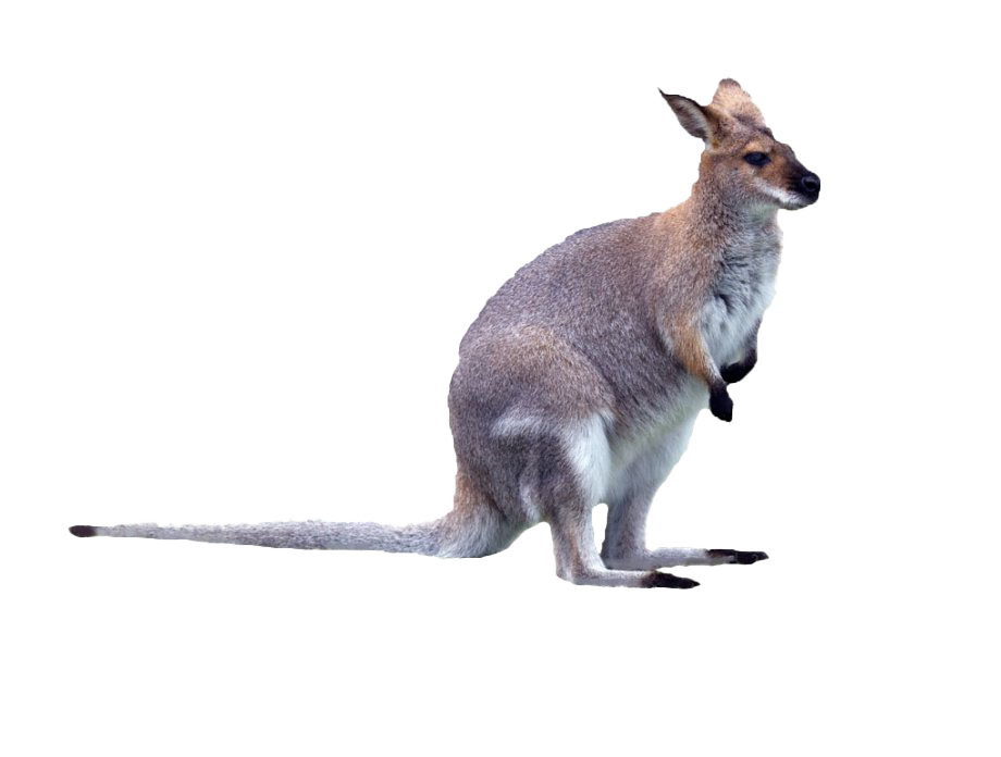 Wallaby Kangaroo Photos Free Clipart HD Transparent PNG Image