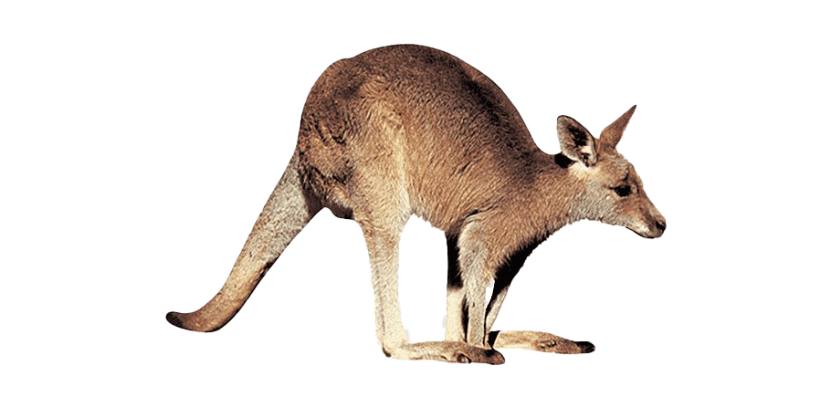 Wallaby Kangaroo Pic Free HQ Image Transparent PNG Image