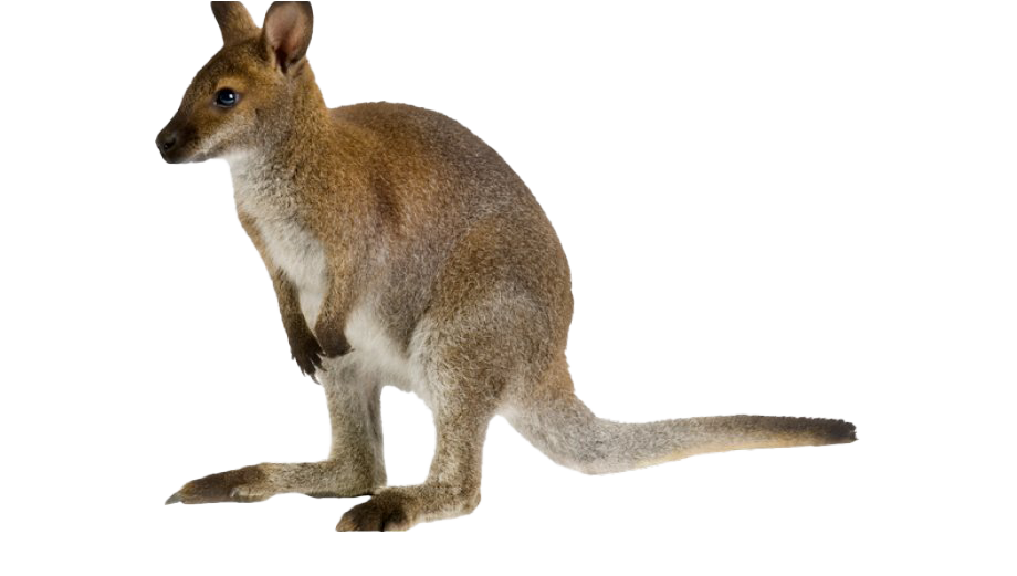 Wallaby Kangaroo Free Clipart HQ Transparent PNG Image