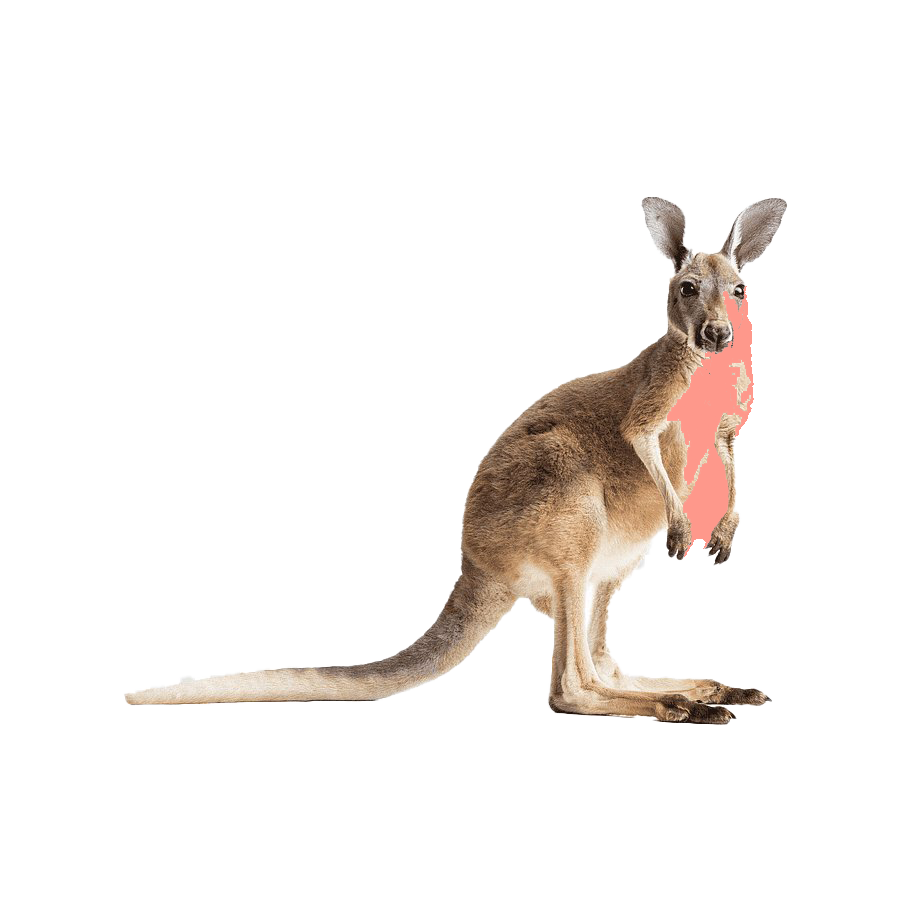 Wallaby Kangaroo Free Photo Transparent PNG Image