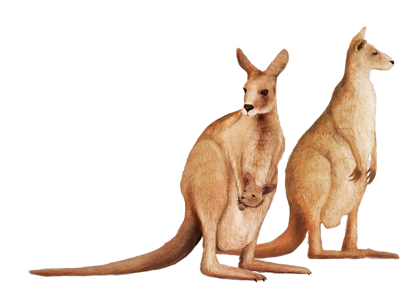 Wallaby Kangaroo PNG Download Free Transparent PNG Image