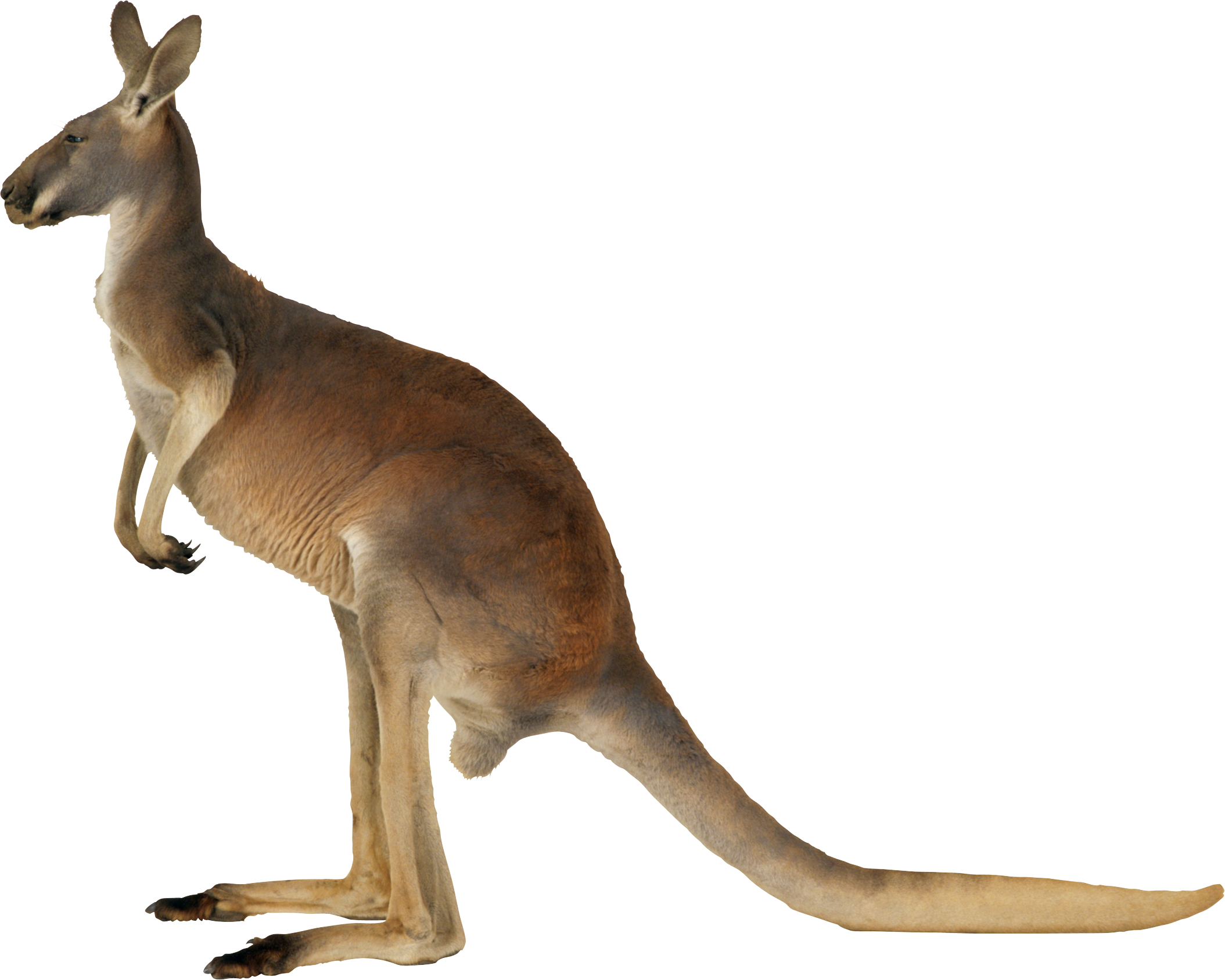 Photos Kangaroo PNG Download Free Transparent PNG Image