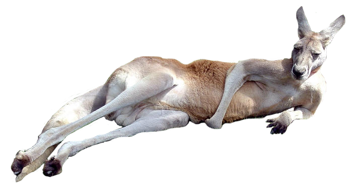 Wild Kangaroo Download HQ Transparent PNG Image