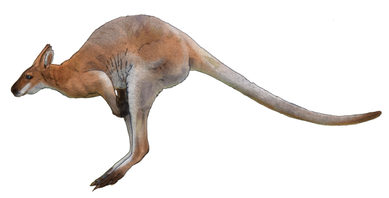 Wild Kangaroo Pic Download HD Transparent PNG Image