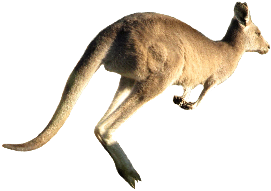 Wild Kangaroo Download HQ Transparent PNG Image