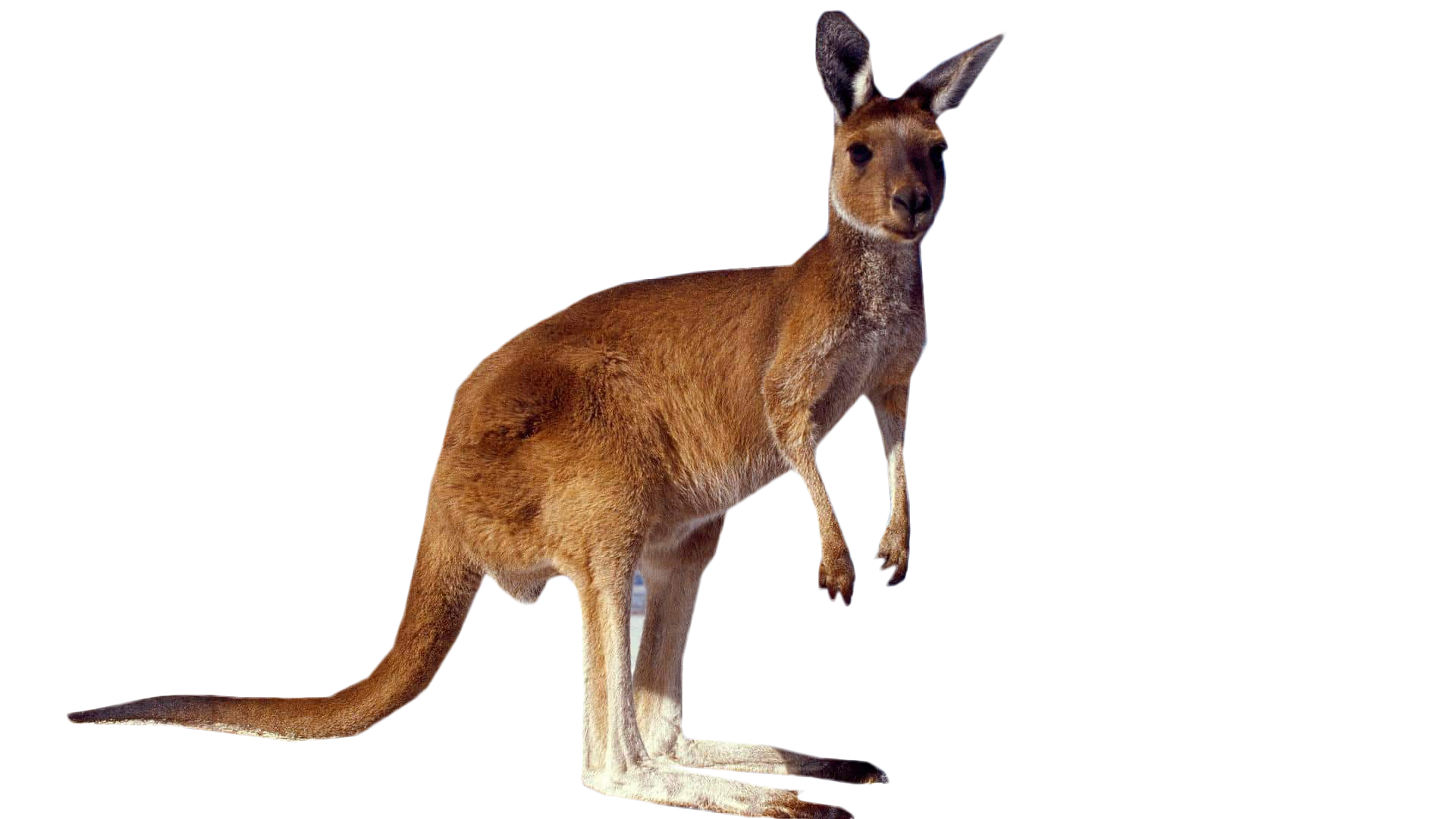 Wild Kangaroo Free Download Image Transparent PNG Image