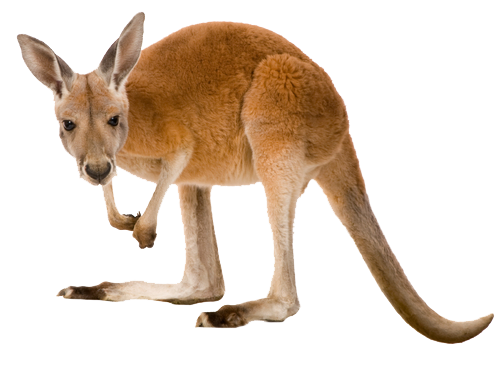 Wild Kangaroo HD Image Free Transparent PNG Image