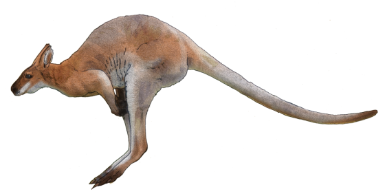 Kangaroo Download Png Transparent PNG Image