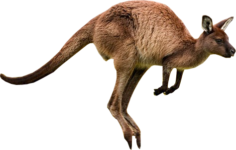 Kangaroo Png Picture Transparent PNG Image