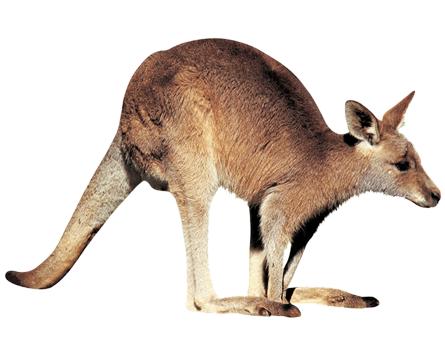 Kangaroo Free Download Png Transparent PNG Image