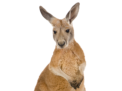 Kangaroo Transparent Transparent PNG Image