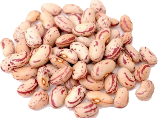 White Beans Kidney PNG Download Free Transparent PNG Image