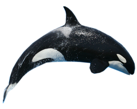 Killer Whale Free Download Png Transparent PNG Image