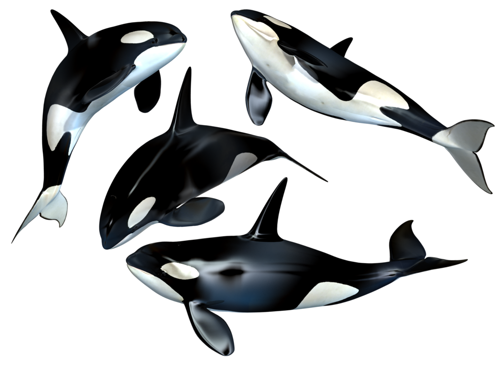 Killer Whale Png Clipart Transparent PNG Image