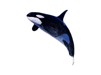 Killer Whale Png File Transparent PNG Image