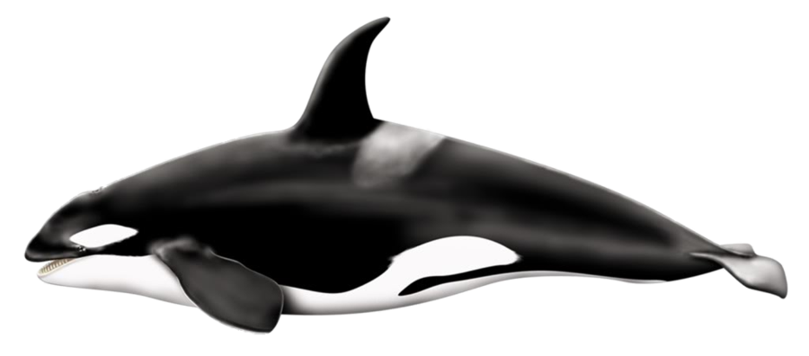 Killer Whale Png Pic Transparent PNG Image