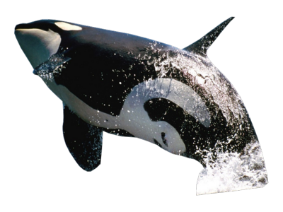 Killer Whale Free Png Image Transparent PNG Image