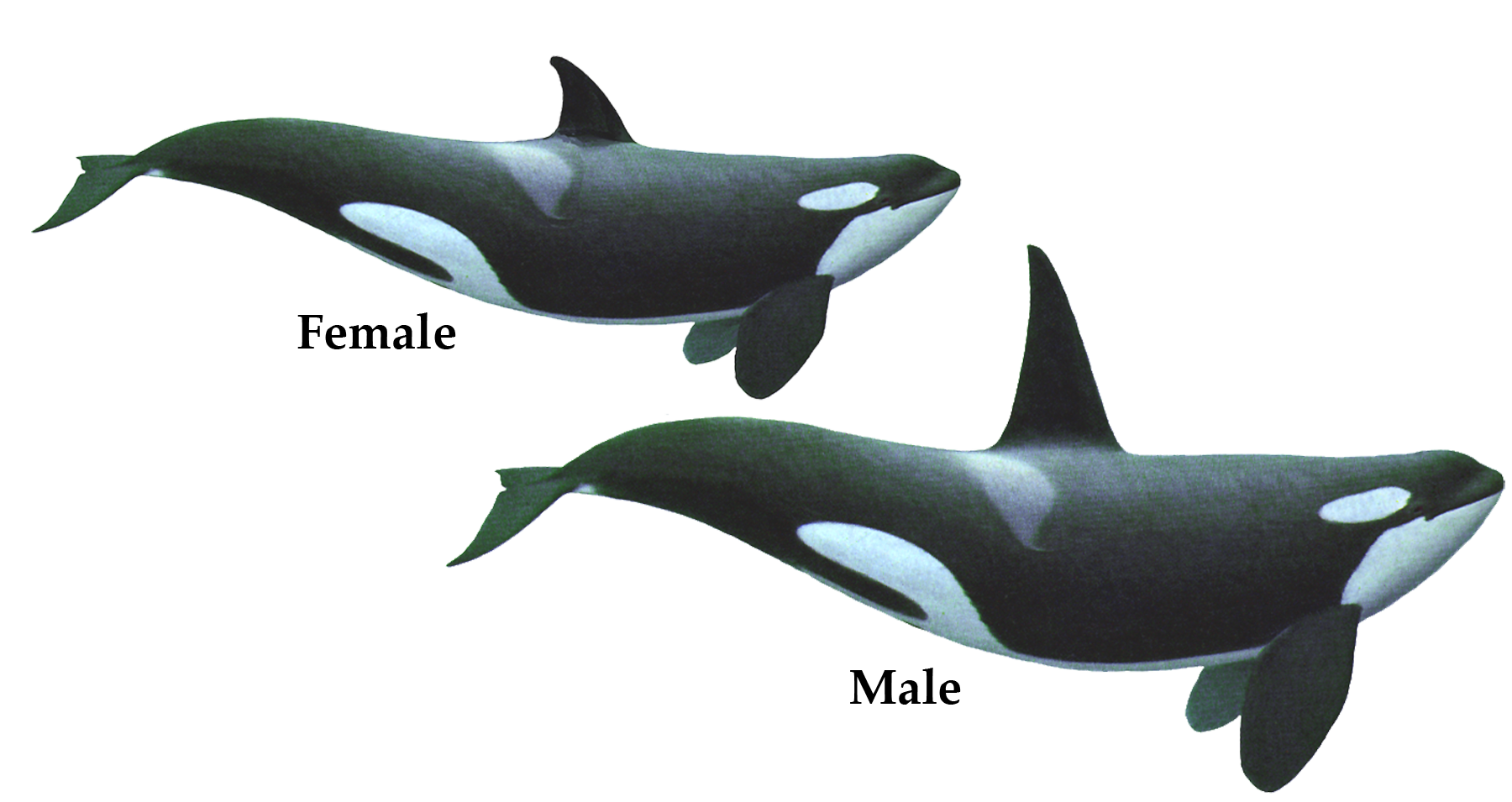 Killer Whale Png Hd Transparent PNG Image