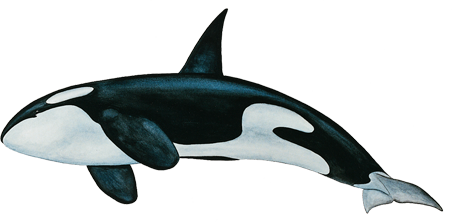 Killer Whale Png Transparent PNG Image