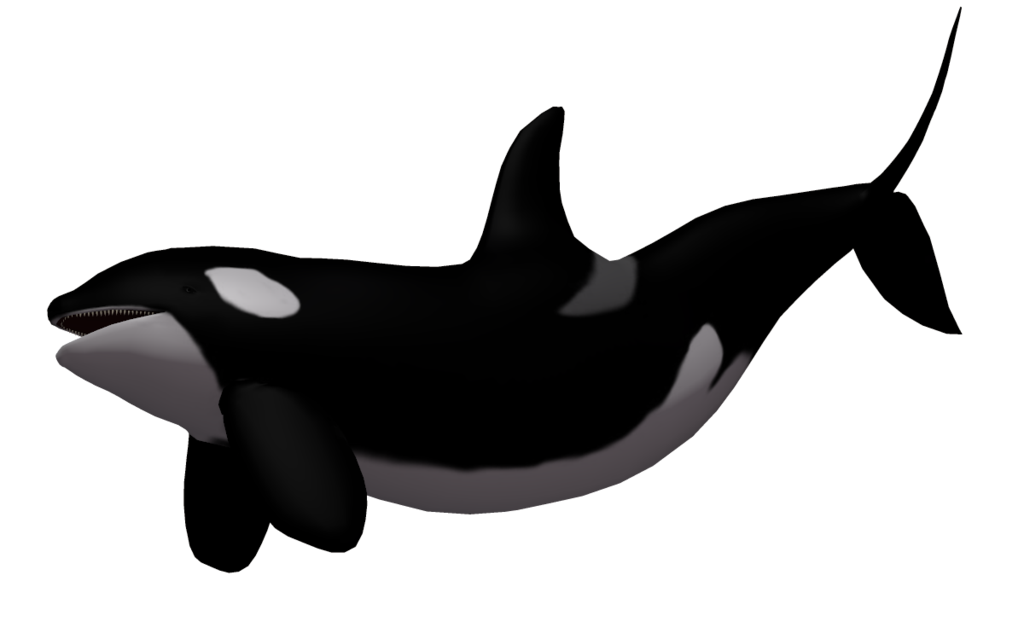 Killer Whale Png Image Transparent PNG Image