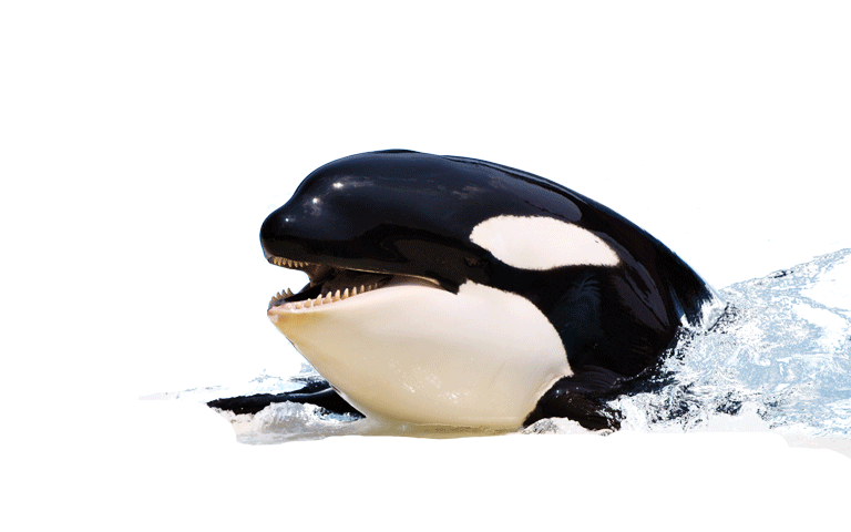 Killer Whale Picture Transparent PNG Image