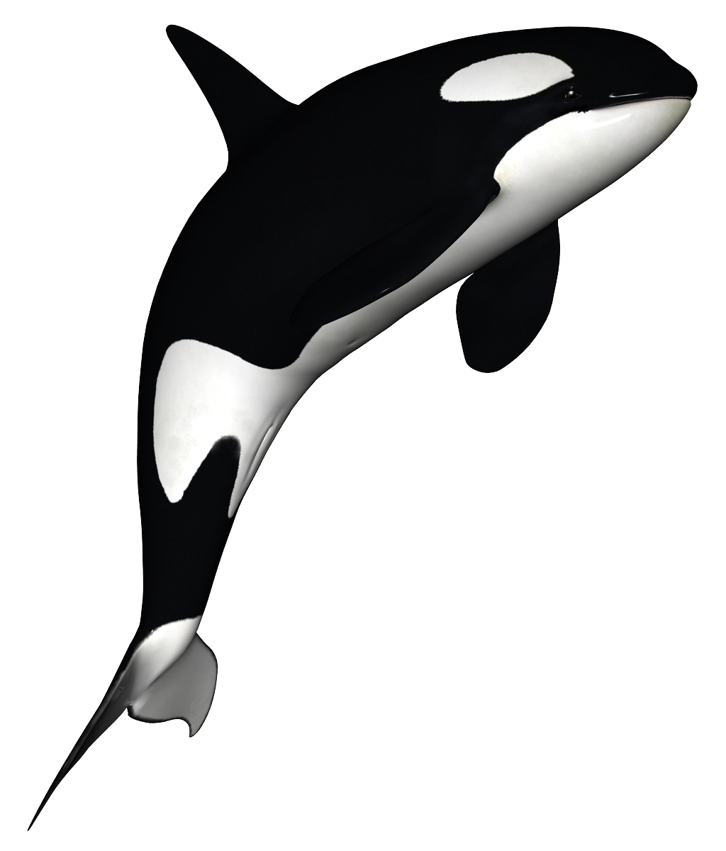 Killer Whale Download Png Transparent PNG Image