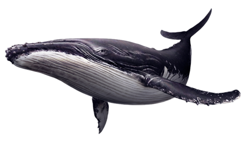 Wildlife Porpoises Whales Of Adventures Deep Transparent PNG Image