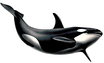 Killer Whale Png Picture Transparent PNG Image