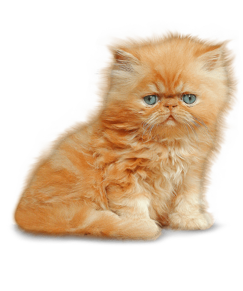 Kitten Png Image Transparent PNG Image