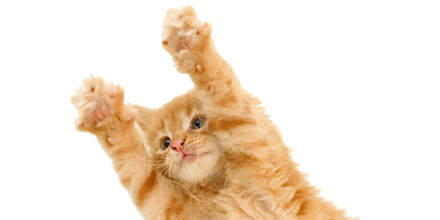 Kitten Download Png Transparent PNG Image