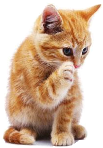 Kitten High-Quality Png Transparent PNG Image