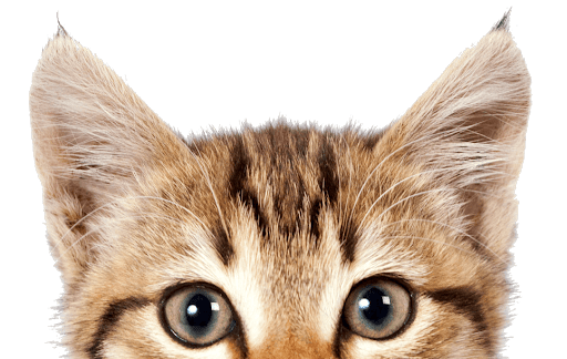 Cute Kitten Free PNG HQ Transparent PNG Image