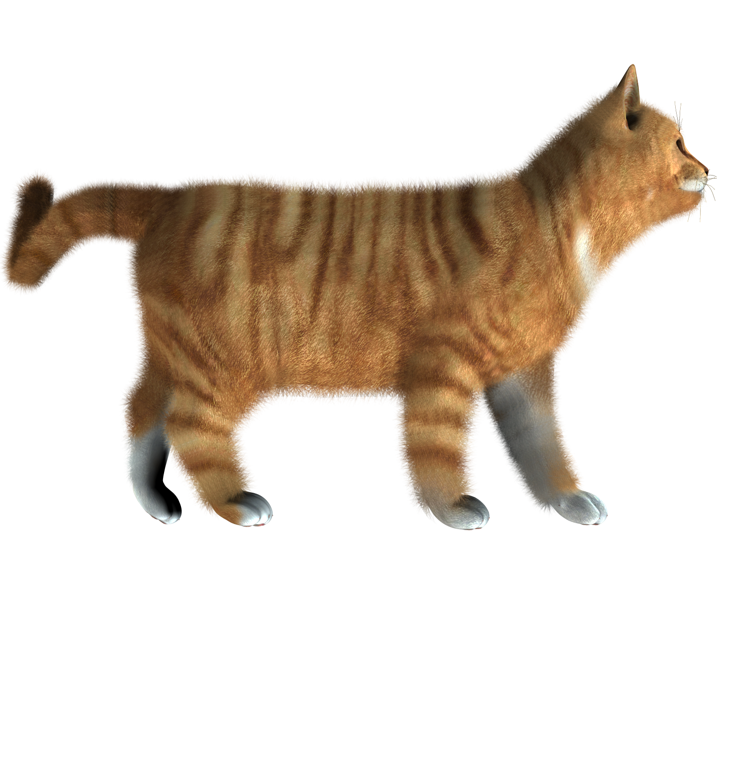 Cute Photos Kitten Free HQ Image Transparent PNG Image