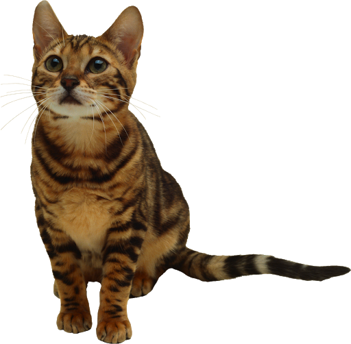 Cute Kitten Free Transparent Image HQ Transparent PNG Image