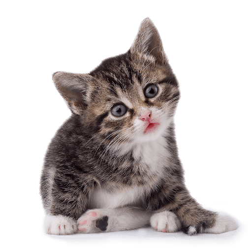 Cute Kitten PNG Free Photo Transparent PNG Image