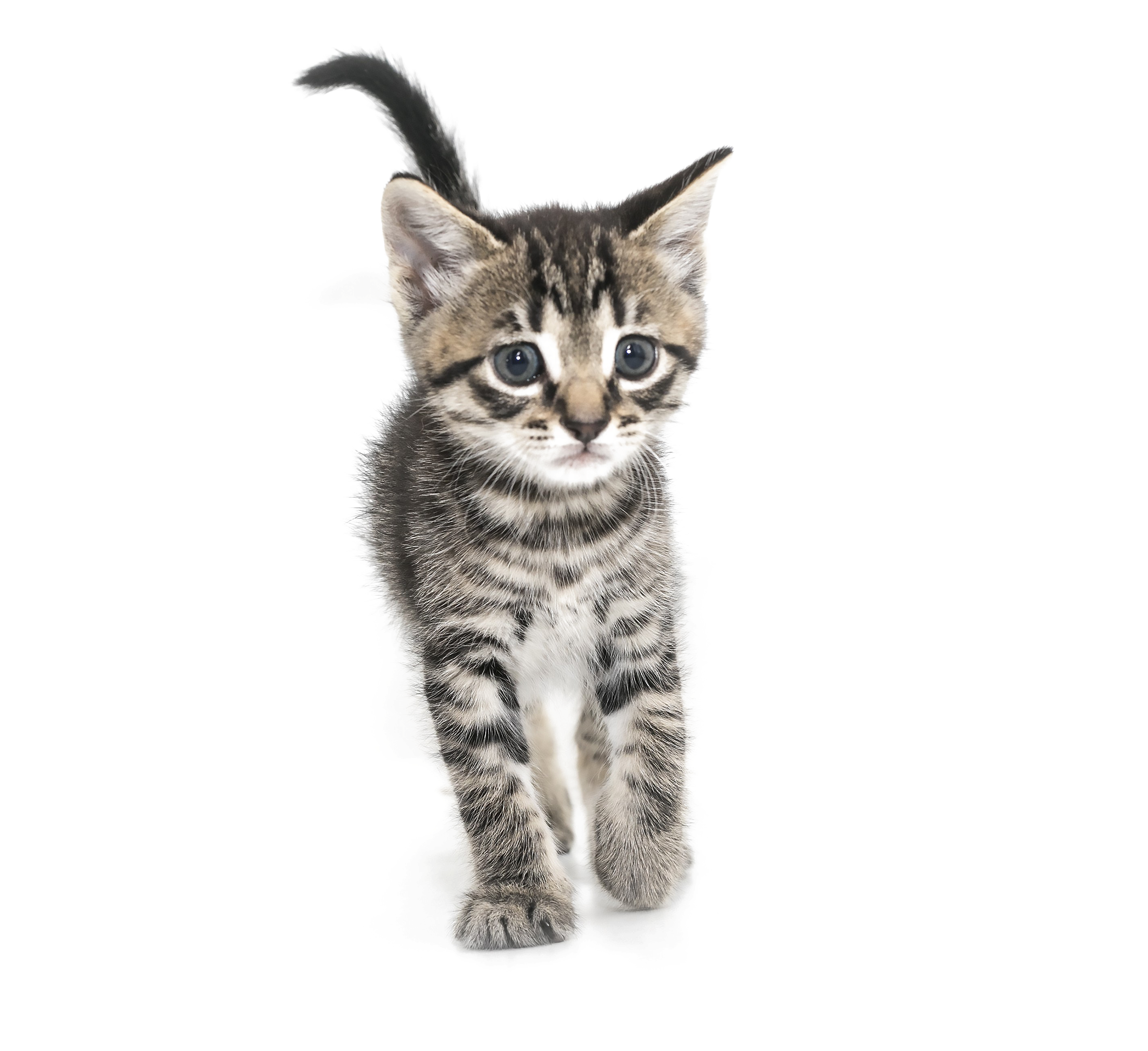 Kitten Free Download PNG HQ Transparent PNG Image