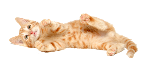 Photos Kitten Free HQ Image Transparent PNG Image