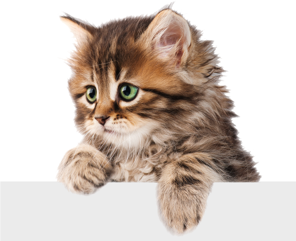 Kitten Download HQ Transparent PNG Image