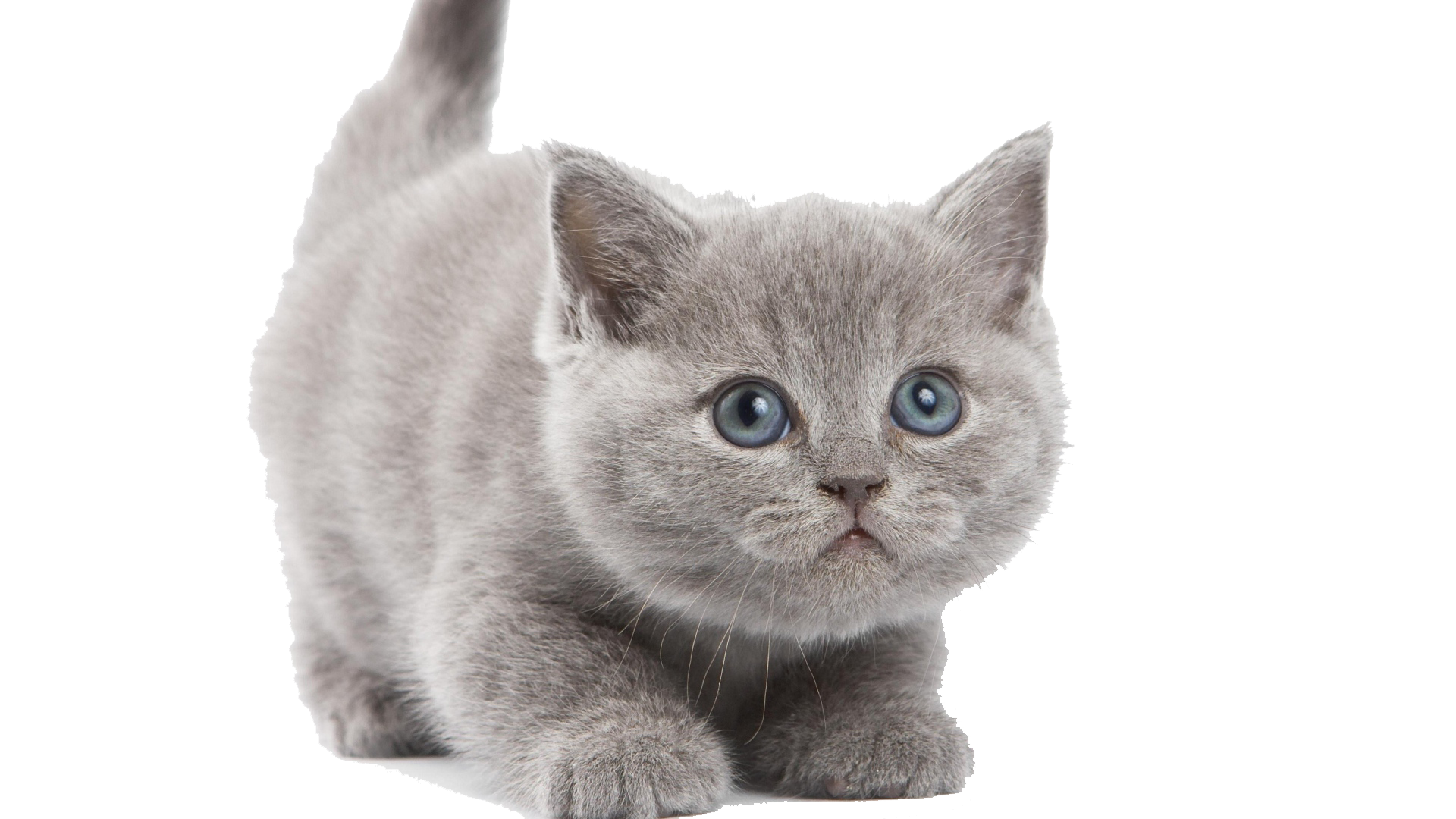 Little Kitten PNG Download Free Transparent PNG Image