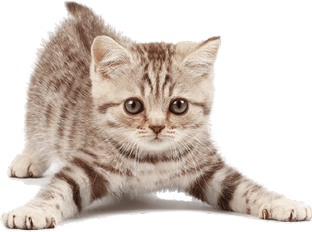 Little Kitten Download Free Image Transparent PNG Image