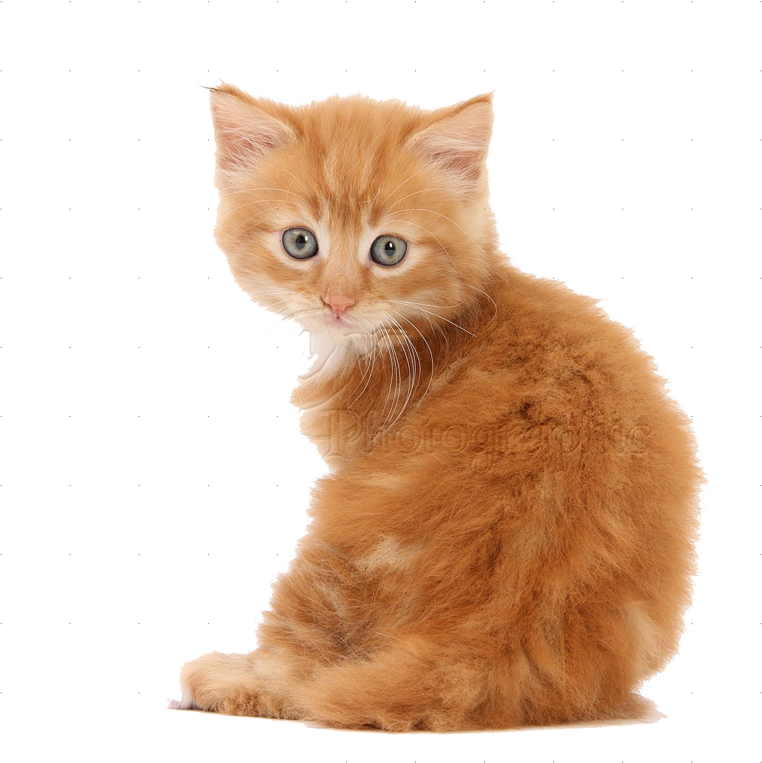 Little Kitten Download HQ Transparent PNG Image