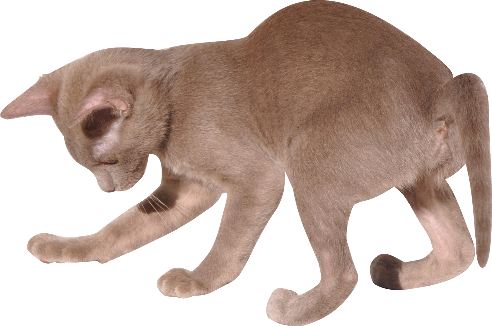 Cute Kitten Free Transparent Image HQ Transparent PNG Image